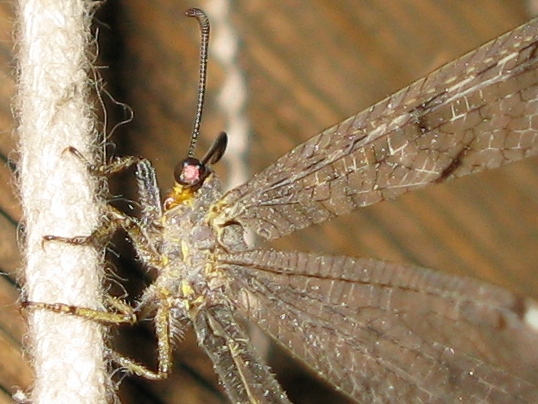 Distoleon tetragrammicus
